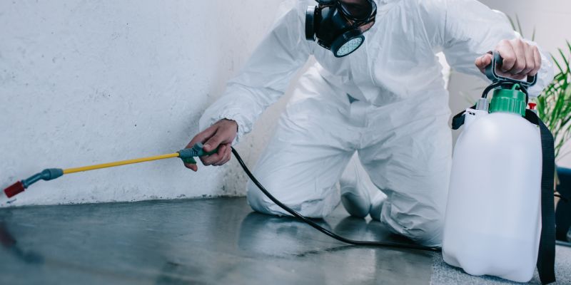 Como é feita a dedetização de baratas em Anápolis